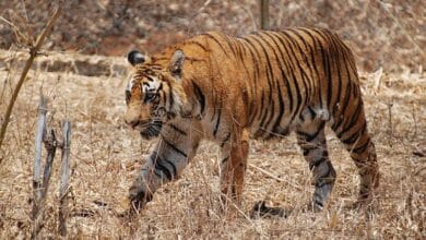 Photo of Parliamentary committee wants sanctuary for Royal Bengal Tigers in the hills