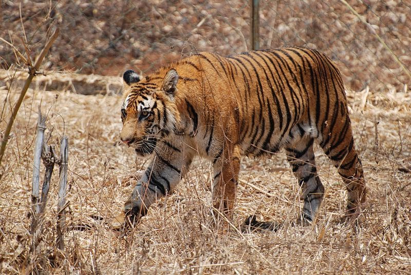 Parliamentary committee wants sanctuary for Royal Bengal Tigers in the hills