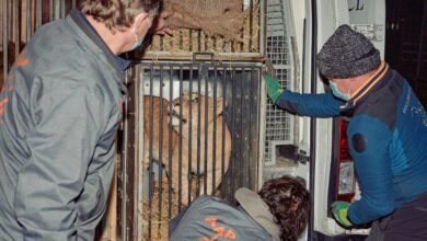 Photo of Six lions from Ukraine arrive in Spain, Belgium
