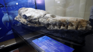 Photo of 36-million-year-old whale fossil found
