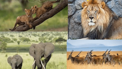 Photo of World Wildlife Day today