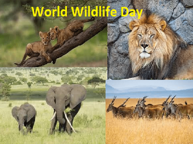 World Wildlife Day tomorrow