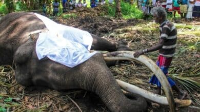 Photo of Sri Lanka’s most sacred elephant dies aged 68