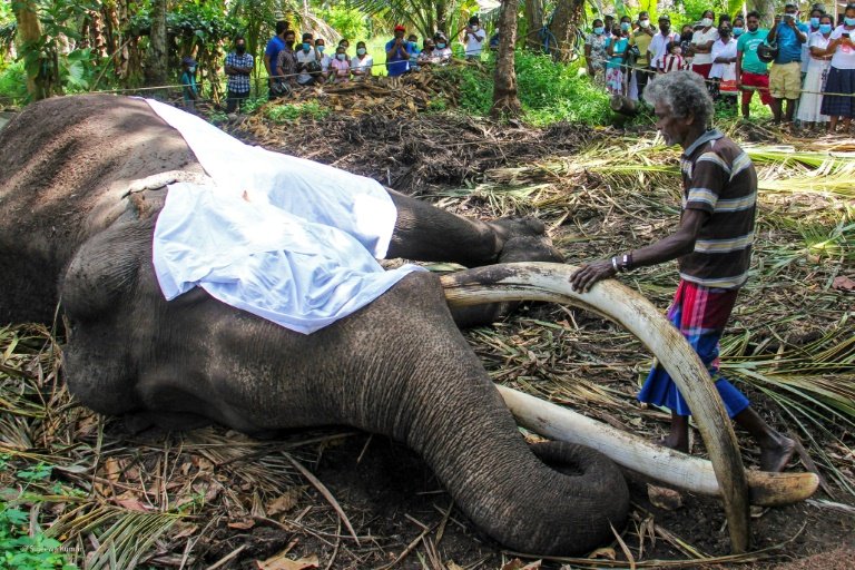 Sri Lanka's most sacred elephant dies aged 68
