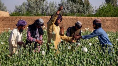 Photo of Taliban chief orders ban on poppy cultivation in Afghanistan
