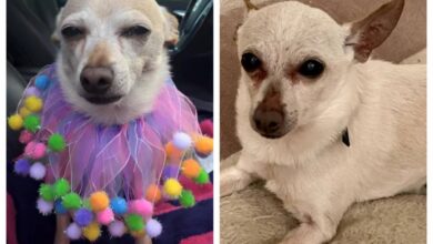 Photo of 21-year-old chihuahua confirmed as the world’s oldest dog