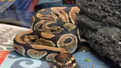 Photo of Ball python found ‘chillin’ on a shelf’ at Indiana Walmart store