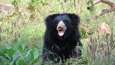 Photo of Bear captured in under-construction house after escape from India zoo