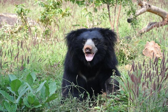 Bear captured in under-construction house after escape from India zoo