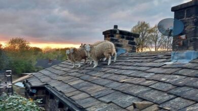 Photo of Five stranded sheep rescued from rooftop in England