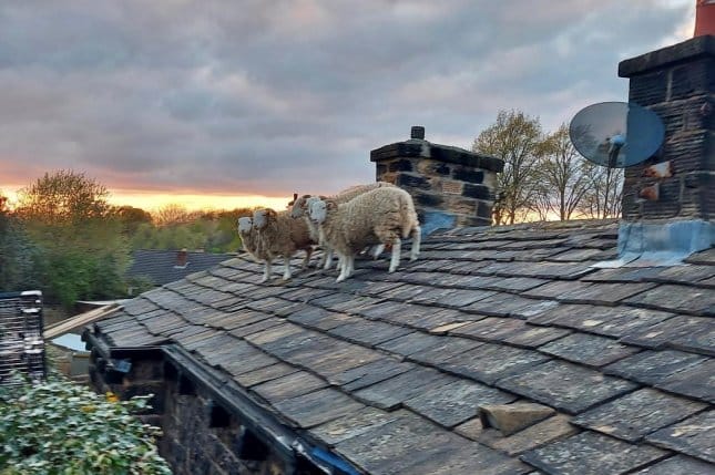 Five stranded sheep rescued from rooftop in England