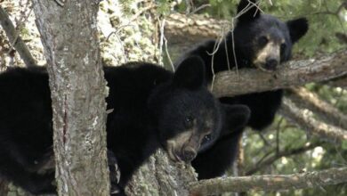 Photo of Homeowner discovers five bears living underneath her house