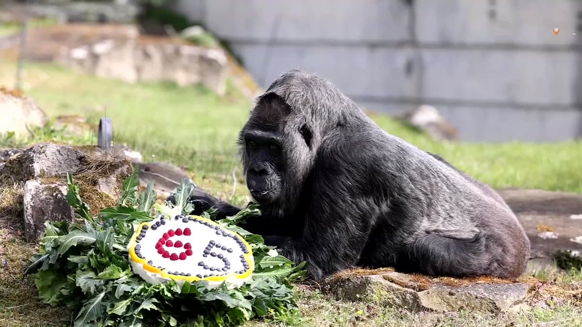 Watch: World's oldest gorilla celebrates 65th birthday at zoo