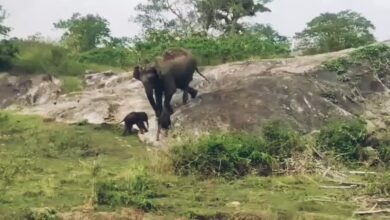 Photo of WATCH: ‘One-in-a-million chance’, elephant gives birth to twins