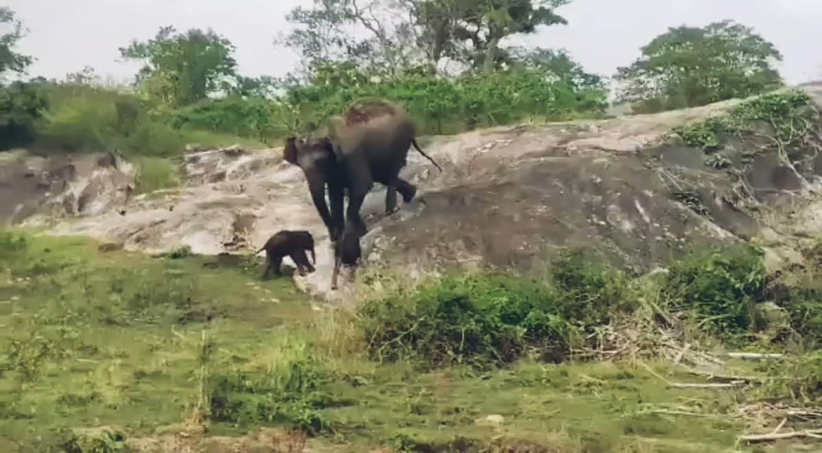 WATCH: 'One-in-a-million chance', elephant gives birth to twins