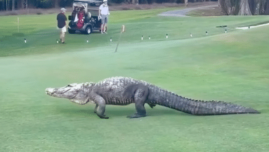 Photo of Golf game interrupted by massive alligator in Florida