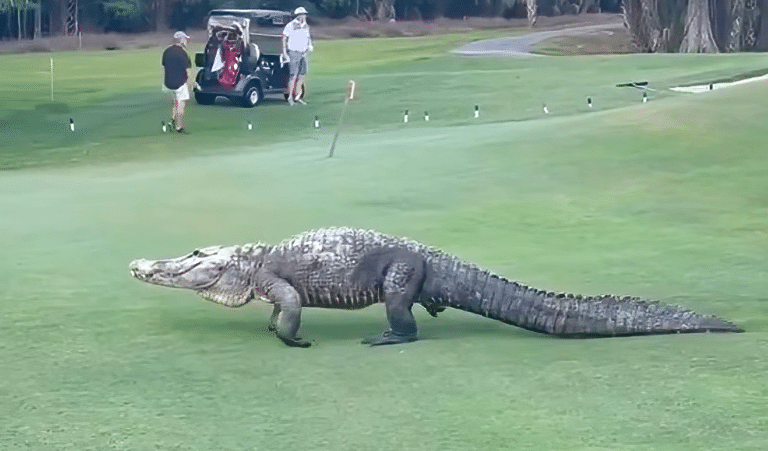Golf game interrupted by massive alligator in Florida