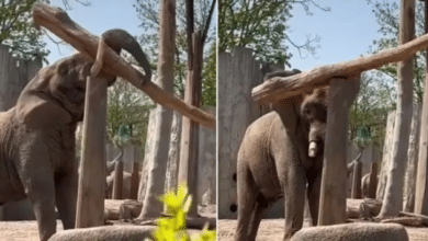 Photo of Watch: ‘Genius’ elephant shocks internet after placing heavy log over pillar