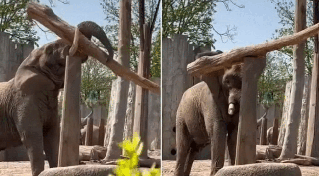 Watch: 'Genius' elephant shocks internet after placing heavy log over pillar