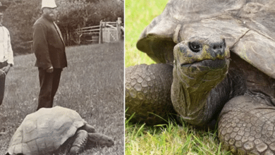 Photo of Born in 1832, oldest tortoise alive turns 190 in 2022