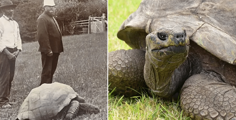 Born in 1832, oldest tortoise alive turns 190 in 2022