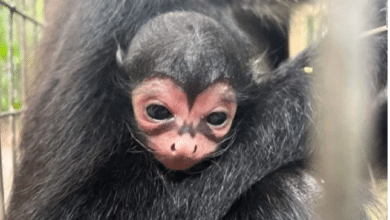 Photo of New Batman hero? Spider monkey born with Bat-Signal on face