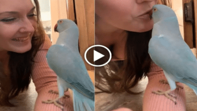 Photo of Adorable talk between woman and her pet parrot, internet loved this viral video