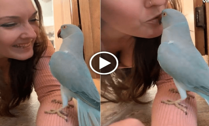 Adorable talk between woman and her pet parrot, internet loved this viral video