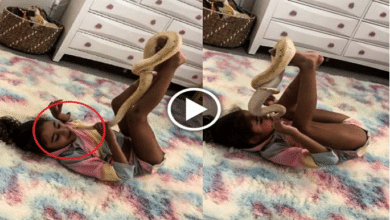 Photo of Little girl playing with a huge snake at her home, video goes viral