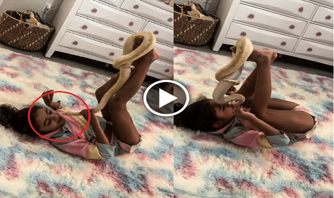 Little girl playing with a huge snake at her home, video goes viral