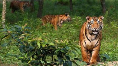 Photo of Survey finds 114 tigers in Sundarbans