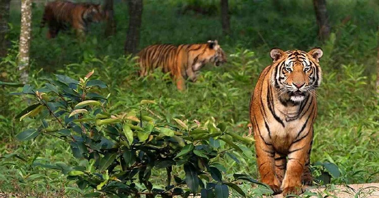 Survey finds 114 tigers in Sundarbans