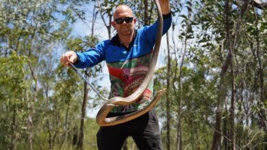 Photo of Snake catcher Stuart McKenzie finds social media stardom in unexpected career