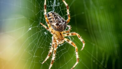 Photo of Number of spider species creeps up to 50,000