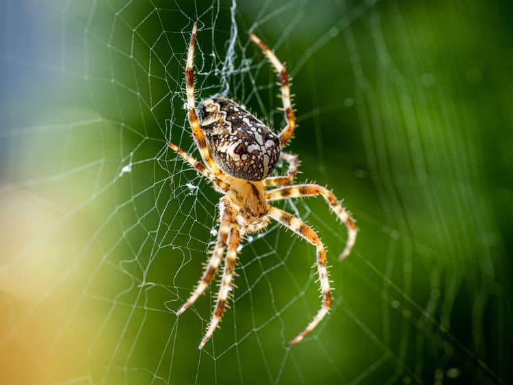 Number of spider species creeps up to 50,000