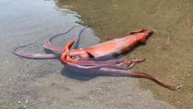 Photo of Watch: Giant squid washes ashore alive in Japan