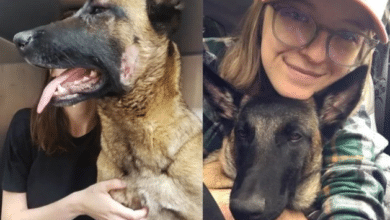 Photo of Dog fights mountain lion to rescue woman