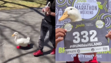 Photo of ‘Cutest thing ever’: Watch how this duck runs marathon, wins medal