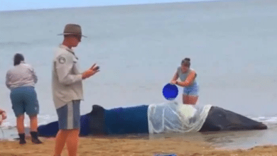 Photo of Video: Beachgoers bravely rescue stranded whale