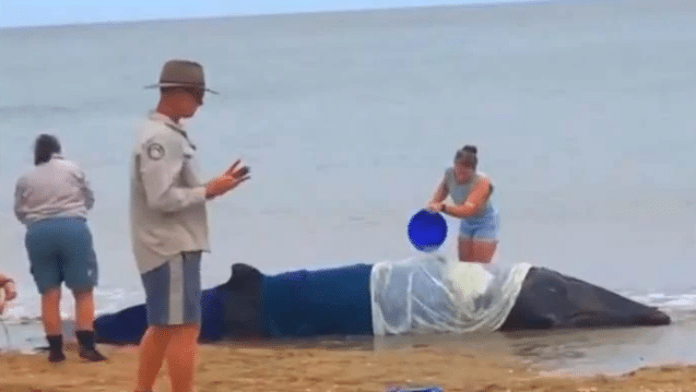 Video: Beachgoers bravely rescue stranded whale
