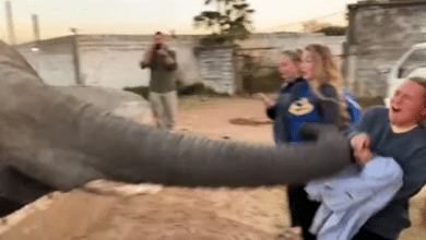 Photo of Watch: Elephant slaps girl in her face