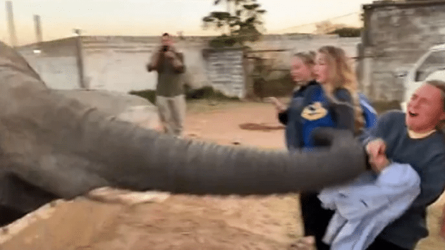 Watch: Elephant slaps girl in her face