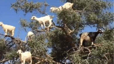 Photo of Watch: Goats ‘chill’ on trees
