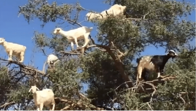 Watch: Goats 'chill' on trees