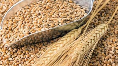 Photo of 52,500 tonnes of Indian wheat arrive at Chattogram port