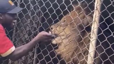 Photo of WATCH: Visitors stunned after zoo attendant’s finger bitten off by lion at Jamaica Zoo