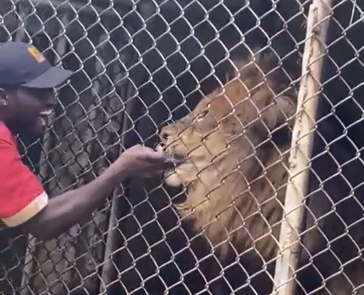 WATCH: Visitors stunned after zoo attendant’s finger bitten off by lion at Jamaica Zoo