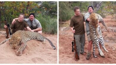 Photo of British trophy hunters kill animals every three minutes, claim it helps conservation in Africa