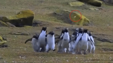 Photo of Watch: Are penguins chasing this butterfly or is the butterfly leading penguins?