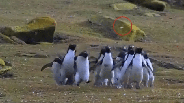 Watch: Are penguins chasing this butterfly or is the butterfly leading penguins?